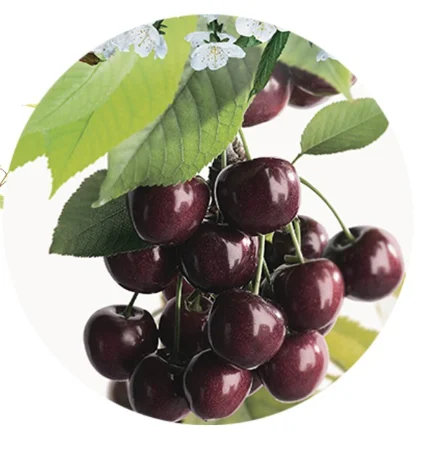 Prunus avium Burlat  Laagstam (Zoete Kers)-2