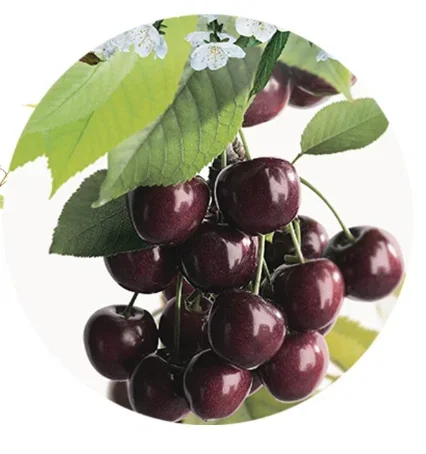 Prunus avium Burlat  Laagstam (Zoete Kers)