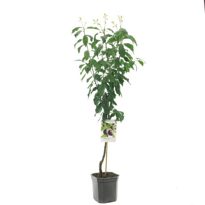 Prunus domestica Hauszwetsche Laagstam (Blauwe Pruim)-1