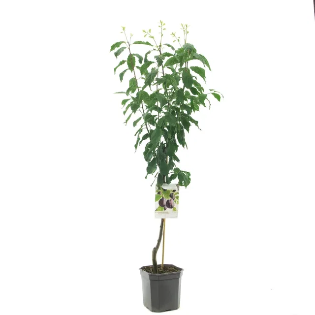 Prunus domestica Hauszwetsche Laagstam (Blauwe Pruim)