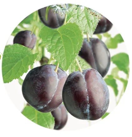 Prunus domestica Hauszwetsche Laagstam (Blauwe Pruim)