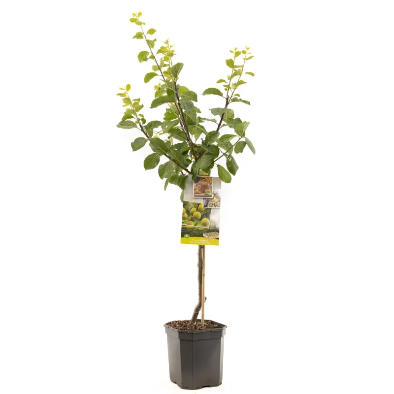 Prunus domestica Reine Claude d'Oullins Laagstam (Gele Pruim)
