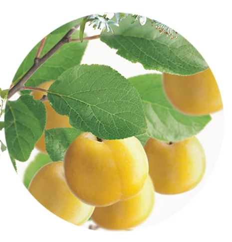 Prunus domestica Reine Claude d'Oullins Laagstam (Gele Pruim)