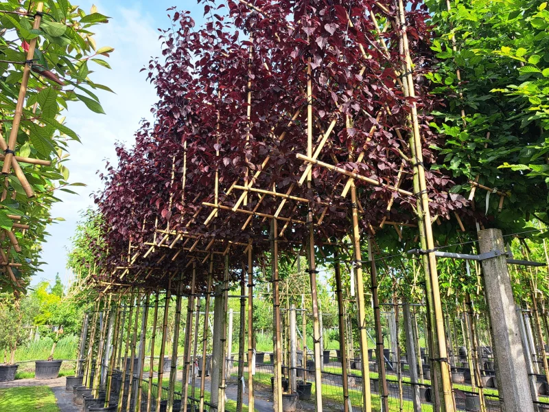 Prunus Cerasifera Nigra Leiboom (Rode Leisierpruim)-6