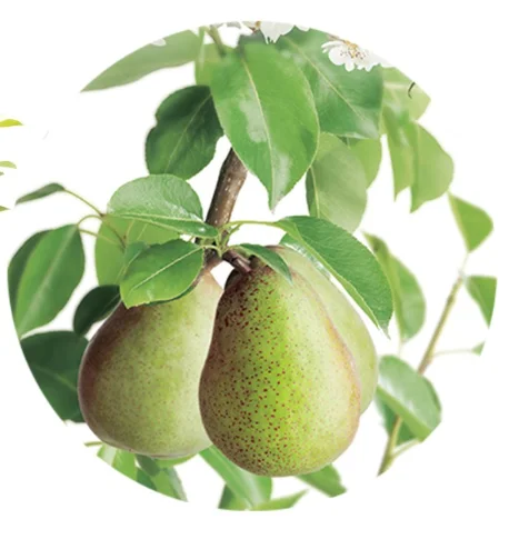 Pyrus communis Beurré Hardy Laagstam (Handpeer)-2