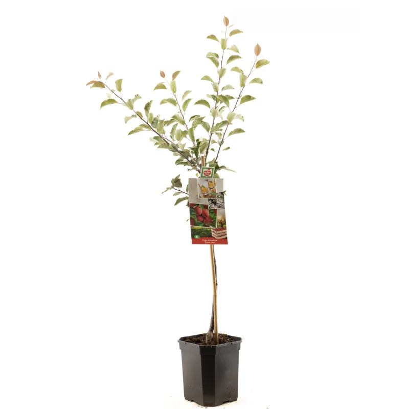 Malus domestica Sweet Love Laagstam (Rode Handappel)-1
