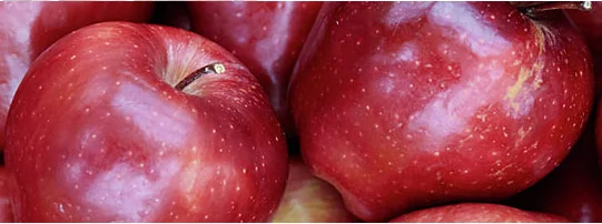 Malus domestica Sweet Love Laagstam (Rode Handappel)