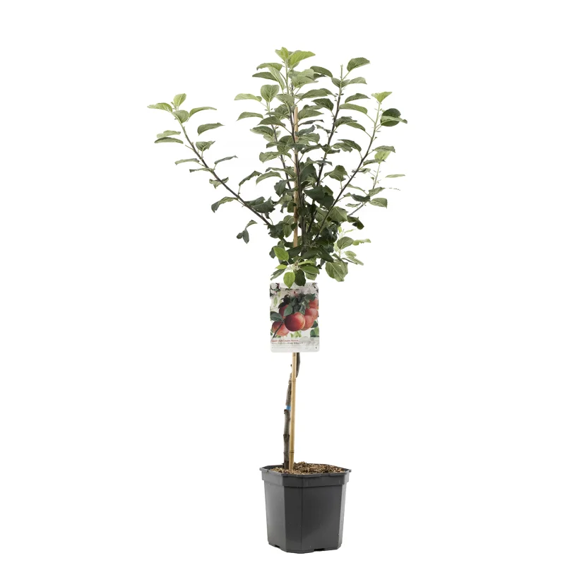 Malus domestica Zoete Ermgaard Laagstam (Stoofappel)