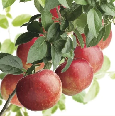 Malus domestica Zoete Ermgaard Laagstam (Stoofappel)