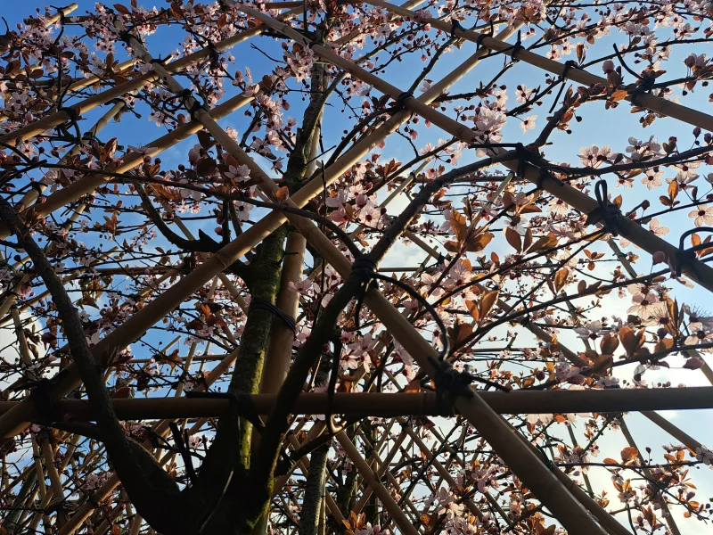 Prunus Cerasifera Nigra Leiboom (Rode Leisierpruim)-7