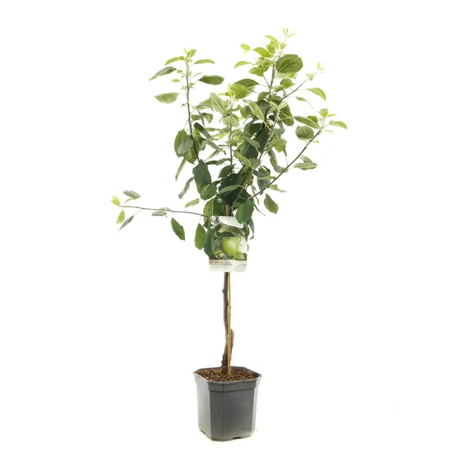 Malus domestica Granny Smith Laagstam (Zure Groene Handappel)