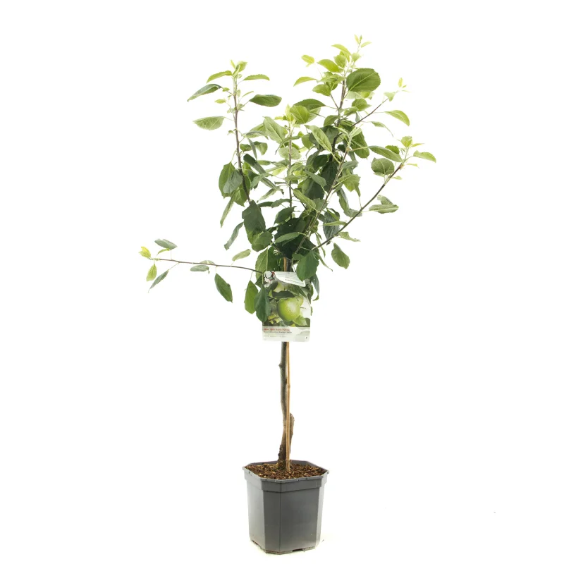 Malus domestica Granny Smith Laagstam (Zure Groene Handappel)