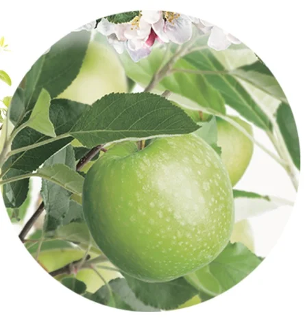 Malus domestica Granny Smith Laagstam (Zure Groene Handappel)-2