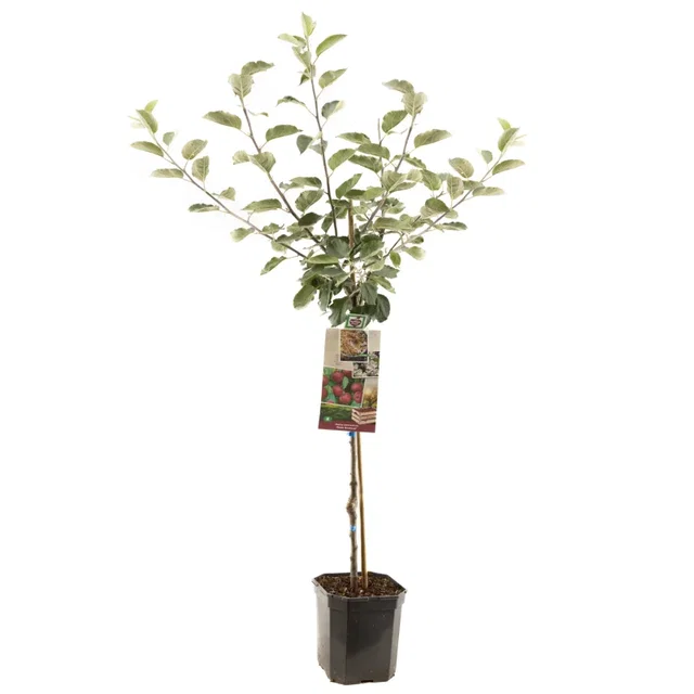 Malus domestica Rode Boskoop Laagstam (Zure Moesappel)