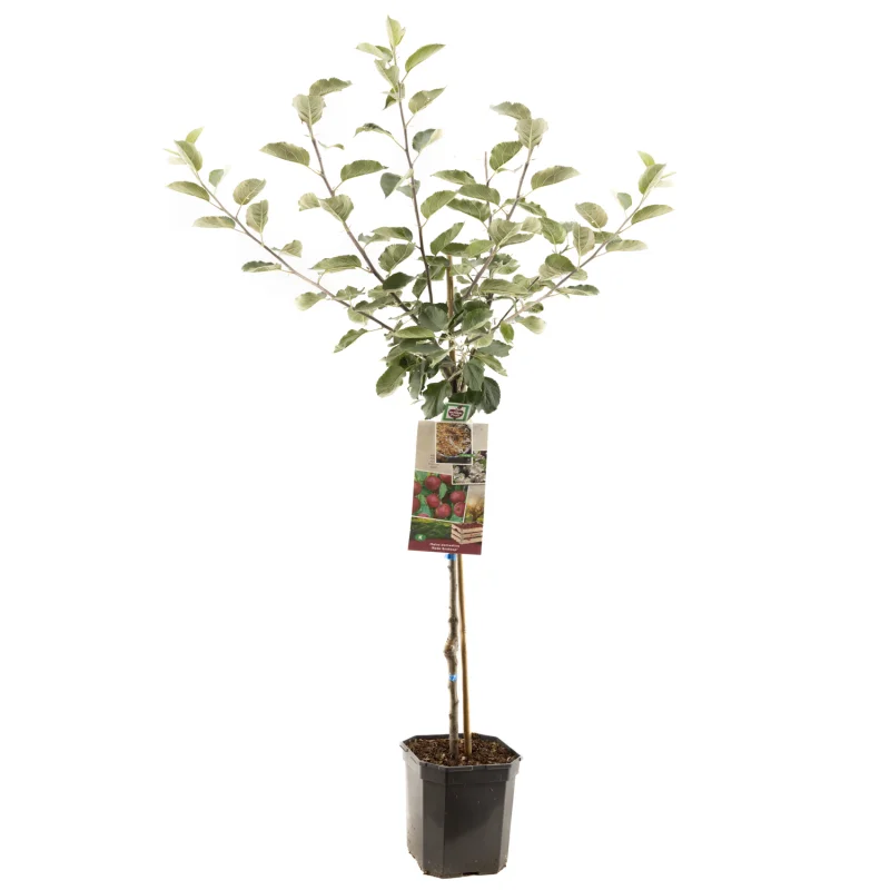 Malus domestica Rode Boskoop Laagstam (Zure Moesappel)