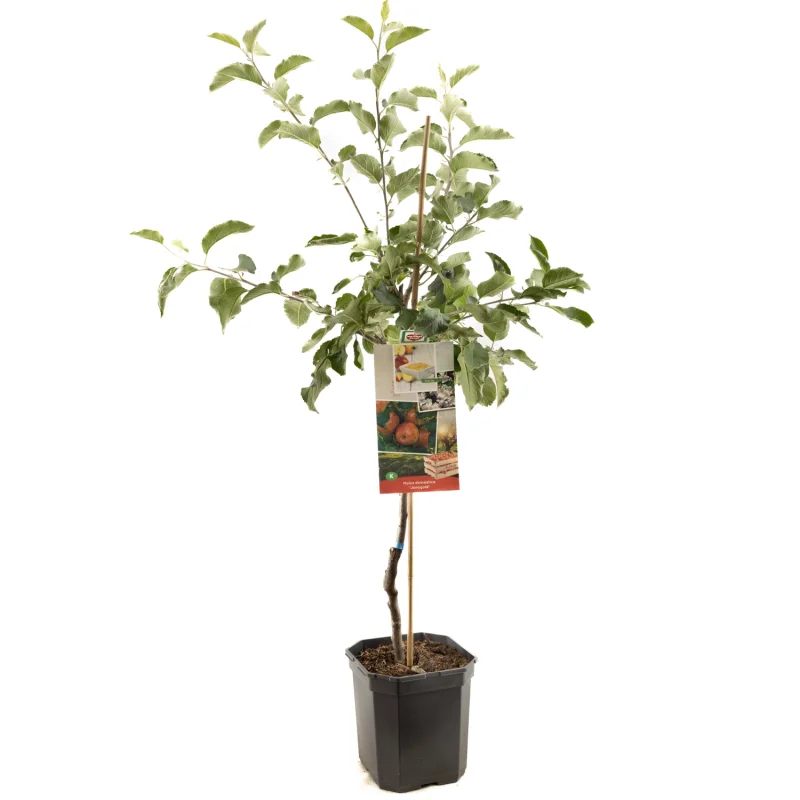 Malus domestica Jonagold Laagstam (Handappel)