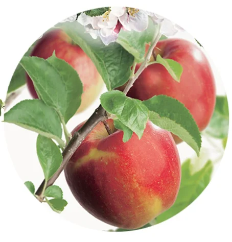 Malus domestica Jonagold Laagstam (Handappel)-2