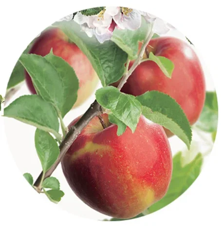 Malus domestica Jonagold Laagstam (Handappel)