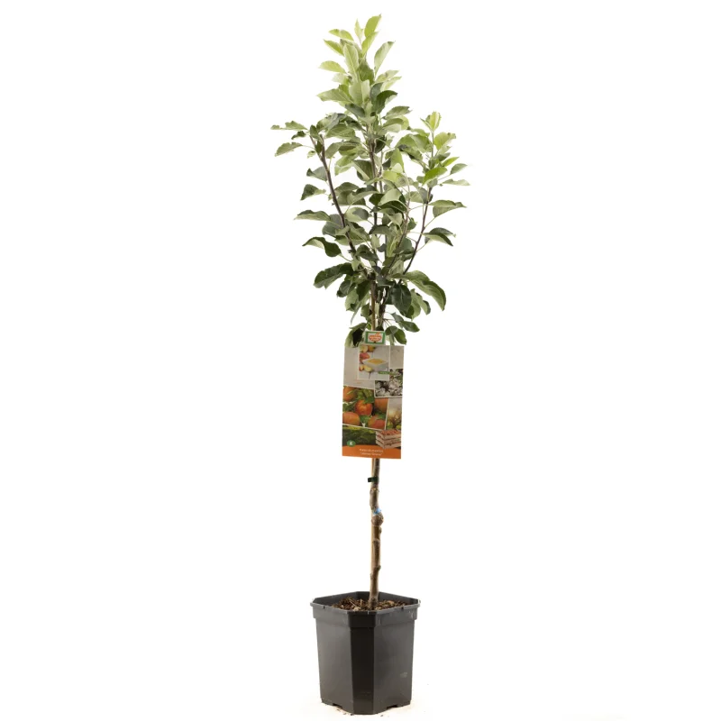Malus domestica James Grieve Laagstam (Handappel)-1