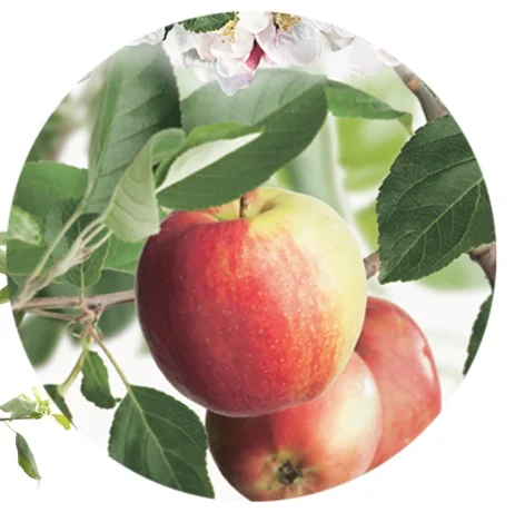 Malus domestica James Grieve Laagstam (Handappel)-2