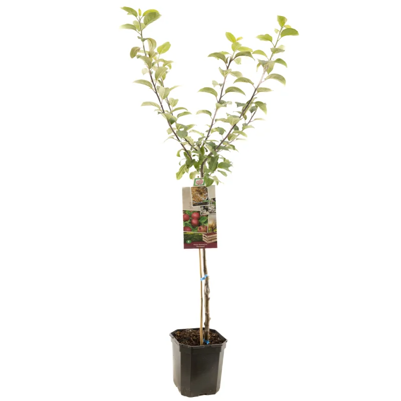 Malus domestica Sterappel Laagstam (Rode Handappel)-1
