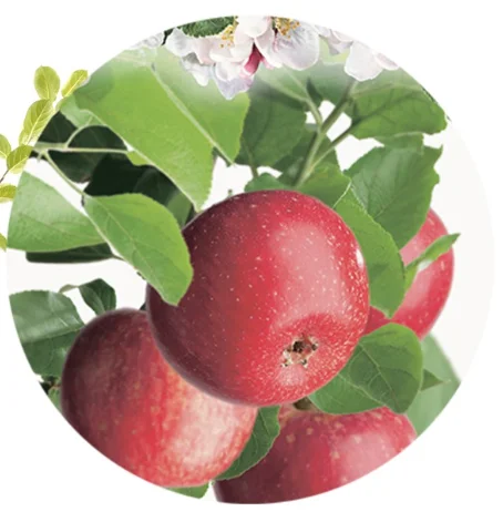 Malus domestica Sterappel Laagstam (Rode Handappel)-2