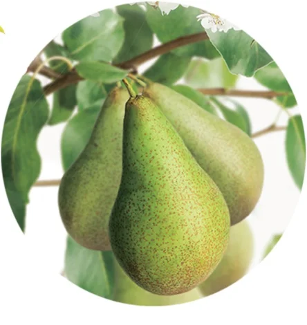 Pyrus communis Conference Laagstam (Handpeer)-2