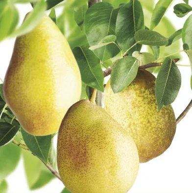 Pyrus communis Williams Laagstam (Handpeer)-2