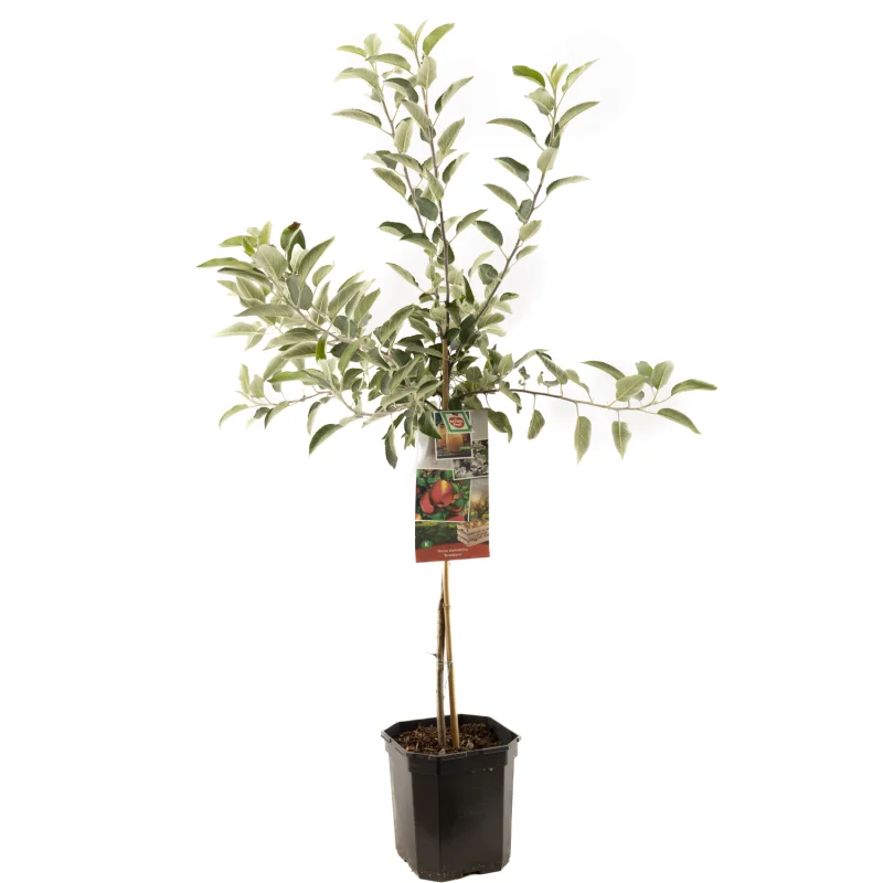 Malus domestica Braeburn Laagstam (Rode Zure Handappel)-1