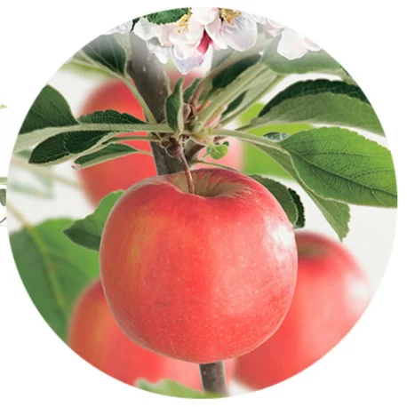 Malus domestica Braeburn Laagstam (Rode Zure Handappel)-2