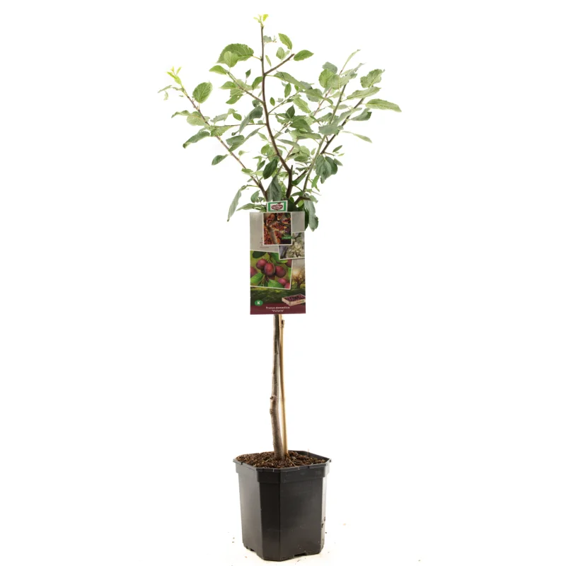 Prunus domestica Victoria Laagstam (Oranje Pruim)-1