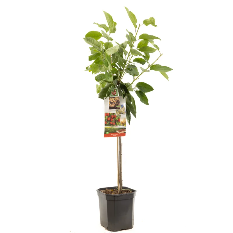 Prunus avium Stella Laagstam (Zoete Kers)-1