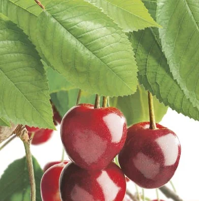 Prunus avium Stella Laagstam (Zoete Kers)-2