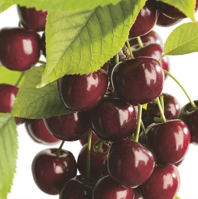 Prunus avium Lapins Laagstam (Zoete Kers)-2