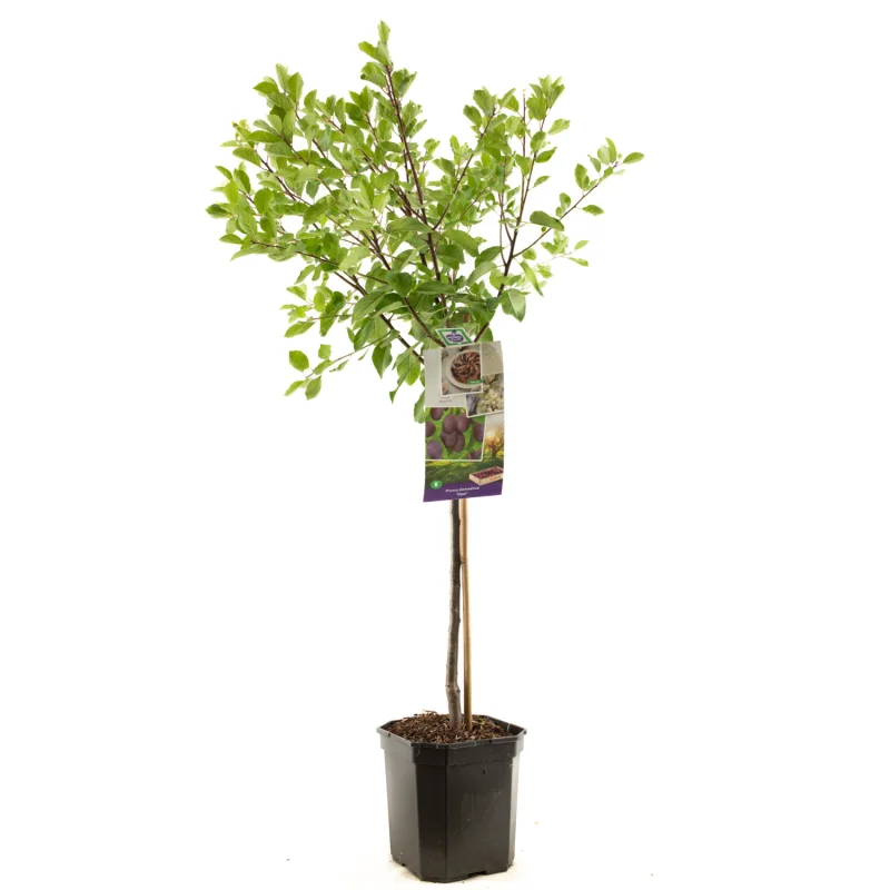 Prunus domestica Opal Laagstam (Blauwe pruim)-1