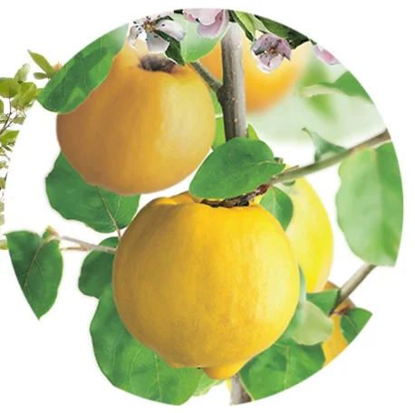 Cydonia oblonga appelvorm Laagstam (Kweepeer)-2