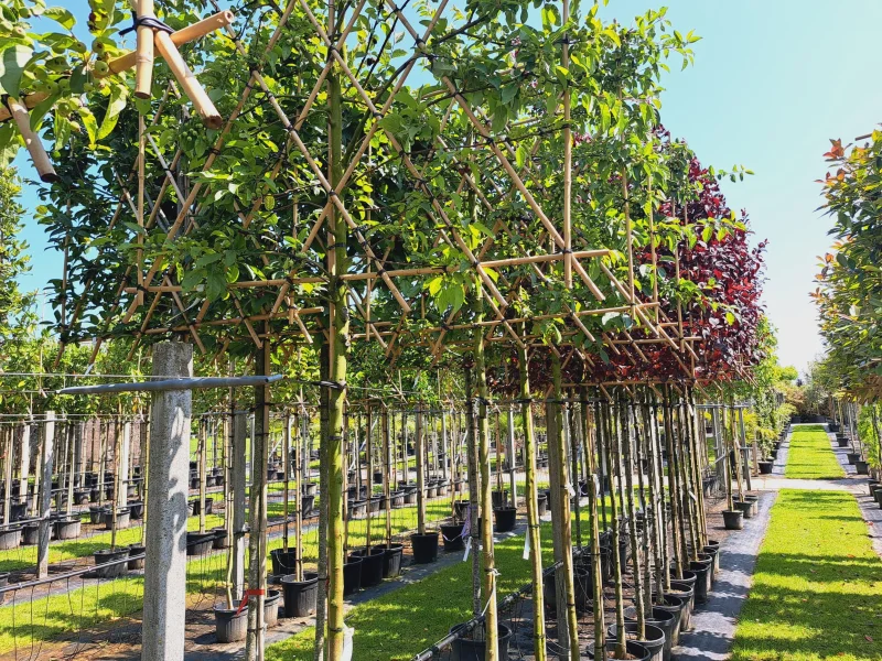 Malus Evereste Leiboom (Leisierappel)