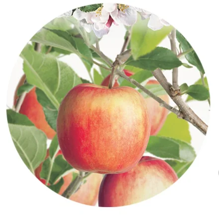 Malus domestica Delcorf Laagstam (Oranjerode Handappel)-2