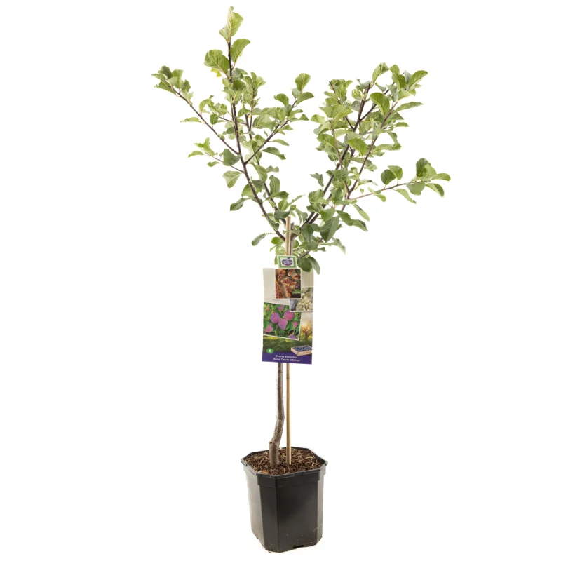 Prunus domestica Reine Claude d'Althan Laagstam (Donkerpaarse Pruim)-1