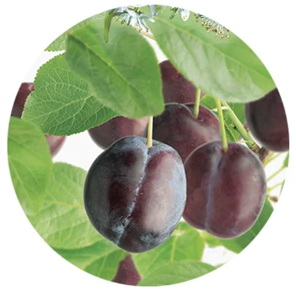 Prunus domestica Reine Claude d'Althan Laagstam (Donkerpaarse Pruim)-2