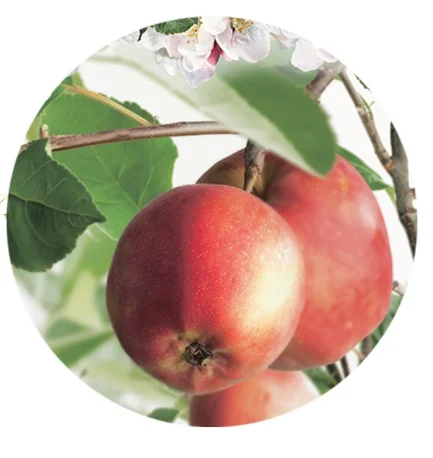 Malus domestica Summerred Laagstam (Rode Handappel)-2