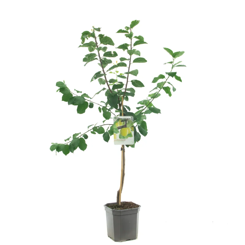 Prunus domestica Ontario Laagstam (Gele Pruim)-1