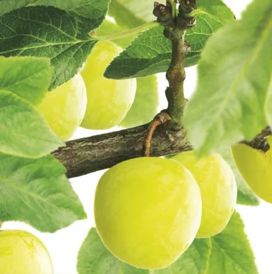 Prunus domestica Ontario Laagstam (Gele Pruim)-2