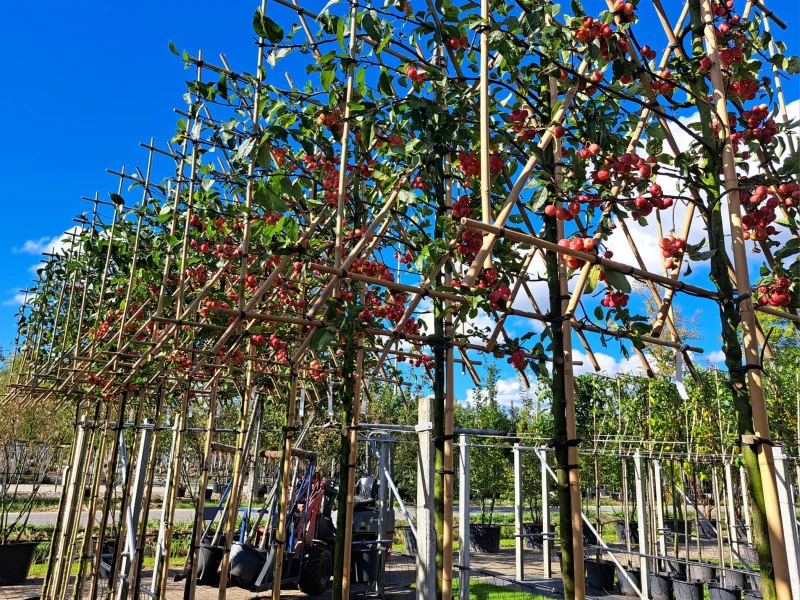 Malus Evereste Leiboom (Leisierappel)-2