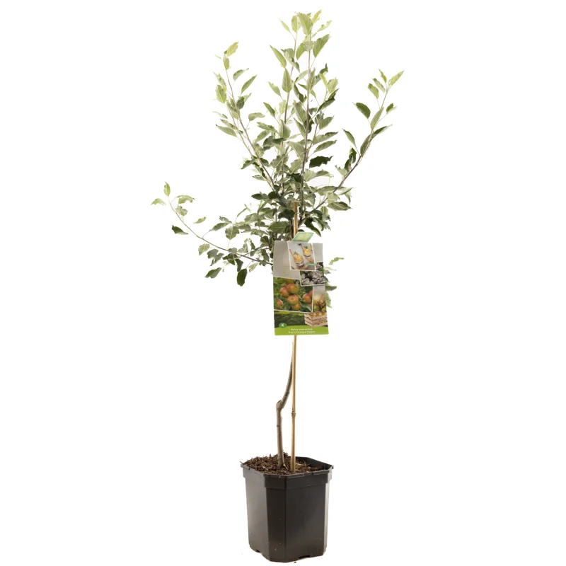 Malus domestica Cox's Orange Laagstam (Handappel)-1