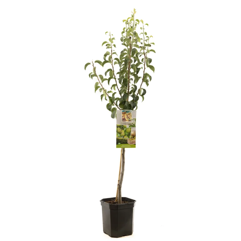 Pyrus communis Doyenné du Comice Laagstam (Handpeer)-1