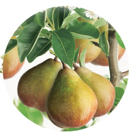 Pyrus communis Gieser Wildeman Laagstam (Stoofpeer)-2