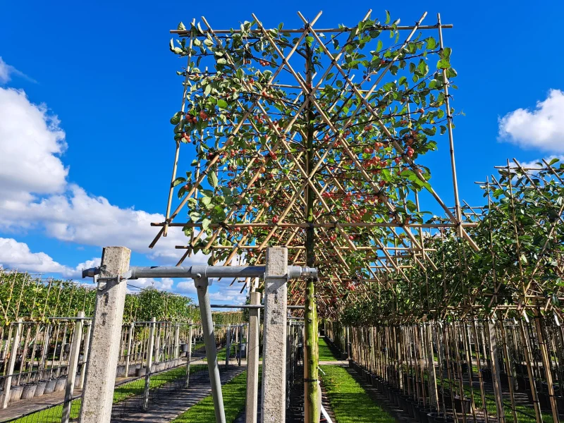 Malus Evereste Leiboom (Leisierappel)-3