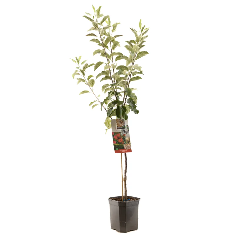 Malus domestica Elstar Laagstam (Rode Herfstappel)-1