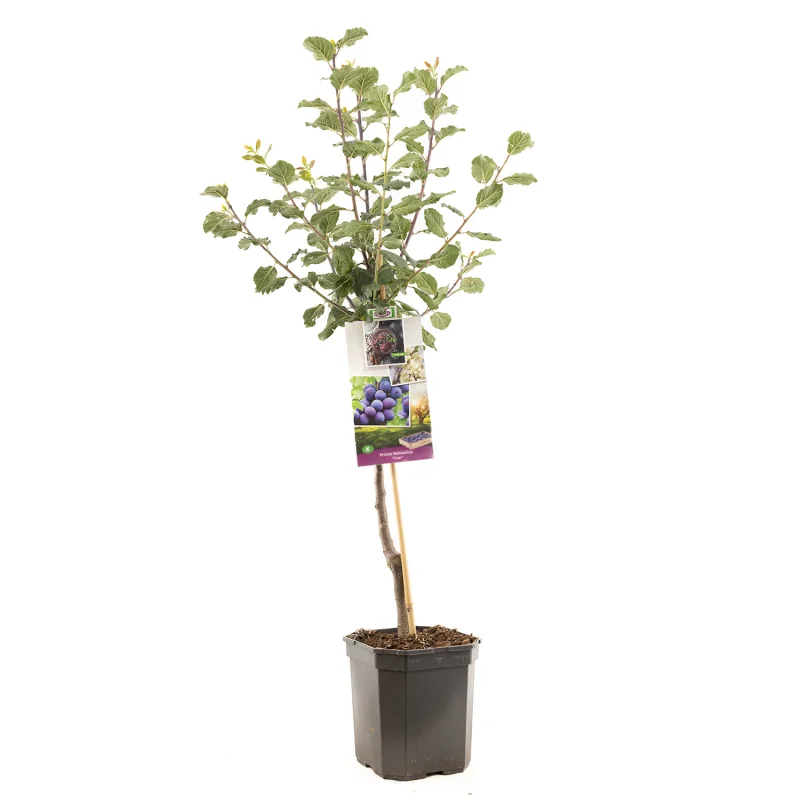 Prunus domestica Czar Laagstam (Paarsblauwe Pruim)-1